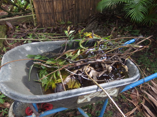 All the wheel barrows are full of water we have had soooo much rain. 