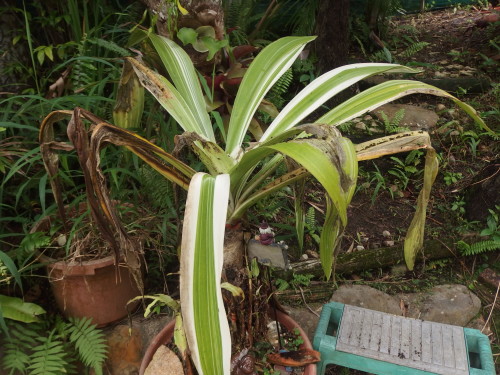 In the few days I have not walked around the garden in the rain the catterpillars have distroyed the plant almost 