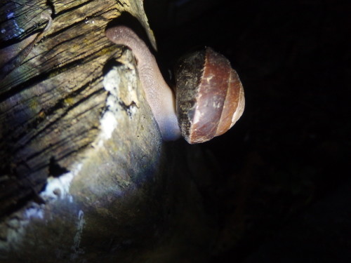 A giant bush slug, quiet amayzing how big the she