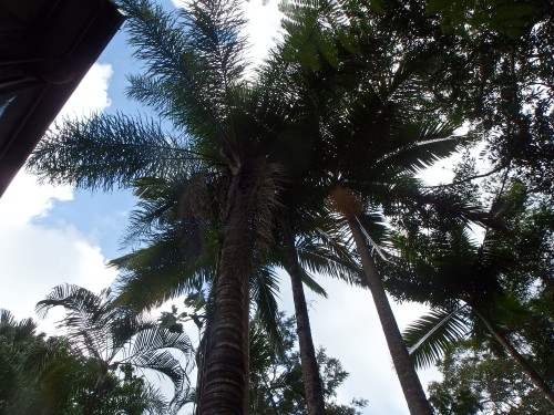 Looking up to the palm head. 