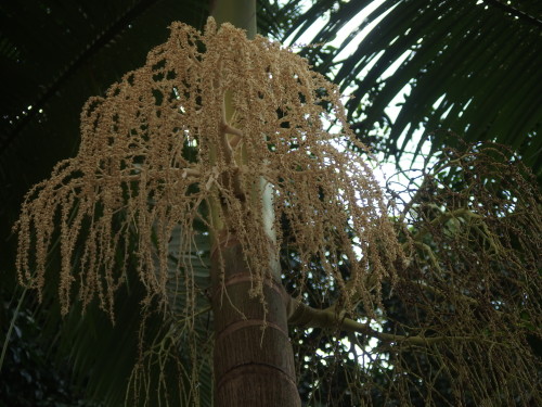 A much smaller palm just flowering and covered in bees.  These berries will be bright red when they finally grow. 