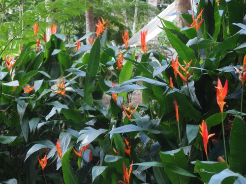 Self grown bunch of heliconias. 