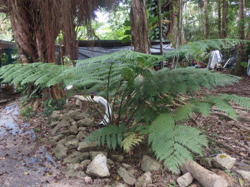 3 young tree ferns they will reach up to 8 metres high or higher over 15 years. 