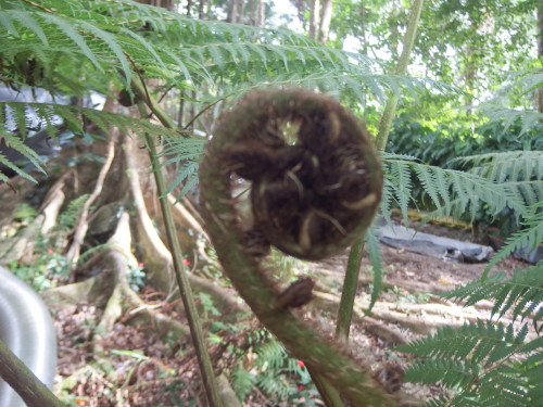 New fern uncurling of the tree fern.