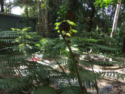 Hard to see but this is the fern almost completely uncurled then the side branches will uncurl and grow. 