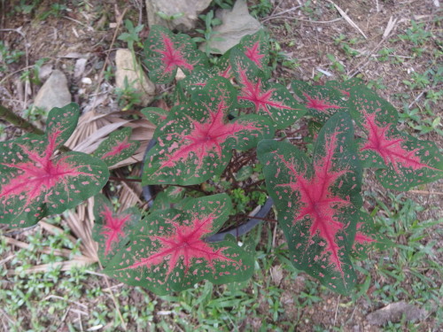 These just pop up in the garden, my mum loved them and grew them inside in NZ when I was a child and now they just grow around me out side? 