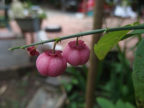 Even the smallest fruit and flowers are a treasure when you find them