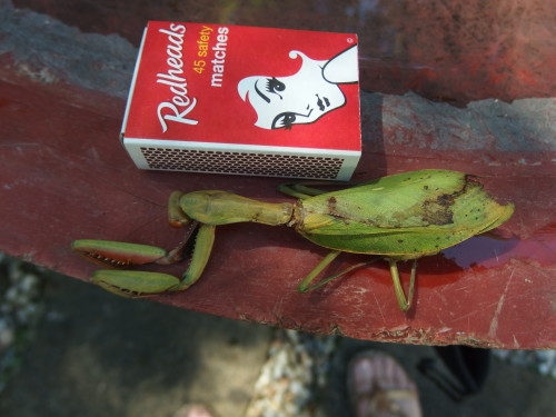 I was gardening on Monday and found this very large fel