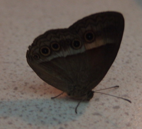 Clsoe up of one of our local butterflies we have 100s of these at present but  they are hard to get close up to as they flit constantly. 