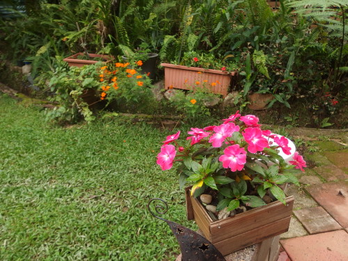 Some strong colour in the garden. 