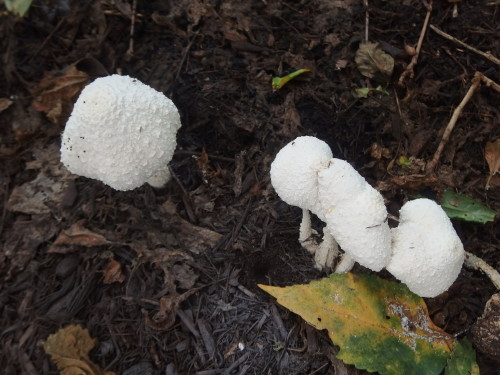 Pure white wee toadstools I looked but could not see any fairies under them? 