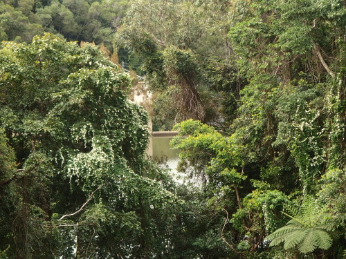 This native creeper is flower on the trees at the bottom of the gully by the river it will finally kill the trees it is covering.  From my kitchen window it looks like a waterfall of flowers,