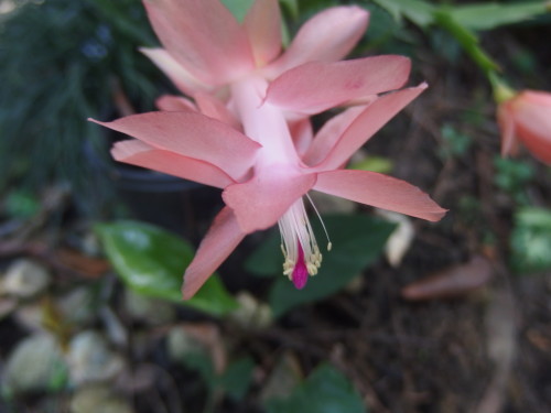 Just starting to flower, these grow out doors here. 