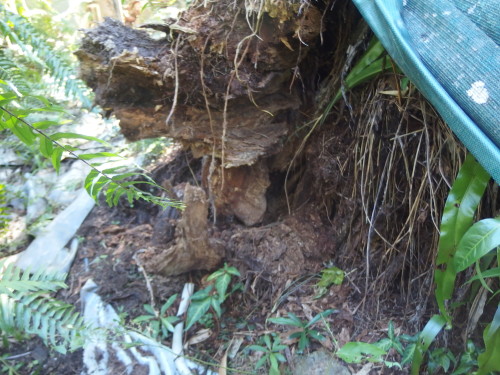 Roots of the giant tree not much left of them????  When we first moved in here over 20 years ago there was a giant tree beside the swimming pool it was dying but much to our surprise it was still there years later but this year with all the rain it slowly started to come down. Fortunately for us the trees and palms around it stopped it from crashing down and destroying many trees.  We lost about 5 palms instead of dozens.