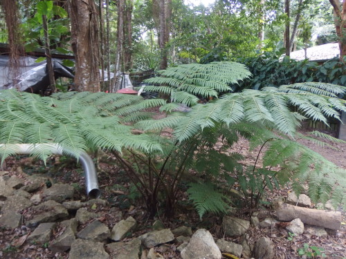 A bunch of self sewn tree ferns How I love these ferns they can grow up to 