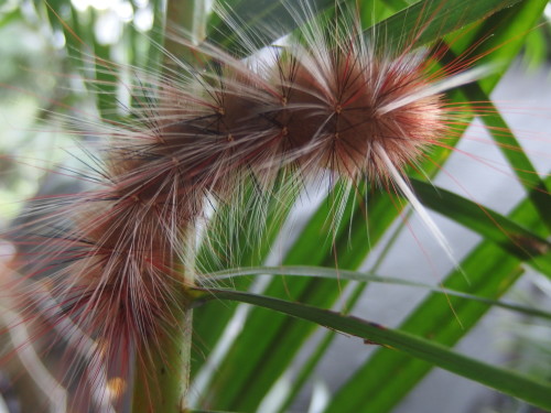 Just saw this wee fellow in the Golden Palm he is eating the eaves of it. Hes not as big as