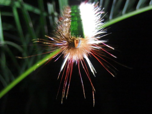 My hairy caterpillar who will turn in to a grey large moth.  He eats all day and night sunshine or rain. This is taken at night time 