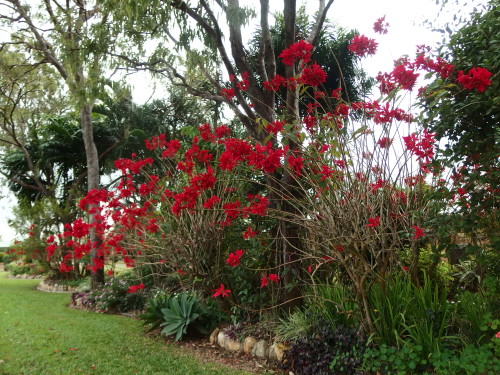 These are growing about 20 mins from my home guess what flower they are ??????  you buy them at Xmas time in small pots LOL