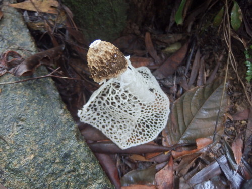 Its fungi time again and when this one blooms you can smell it 50 metres away. I removed this one and the next day another one had grown in its place the one below. .