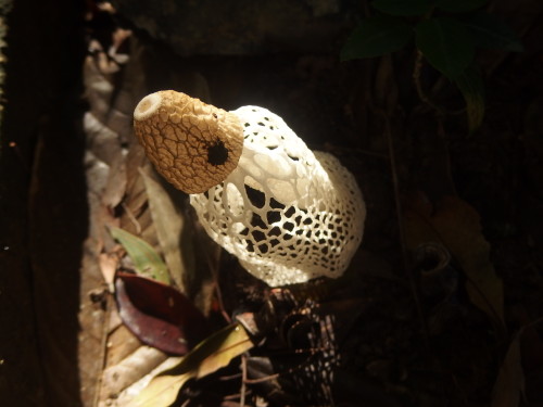 A fungi which has the most ghastly pungent smell, just before taking the photo it had around 20 flies on or around it!!!!!