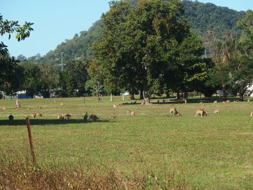 A paddock of small Kangaroos down near the beach this Avo. 