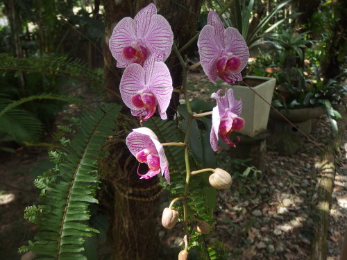 Orchids are blooming again in the garden they add such exotic colour to all the greens. 