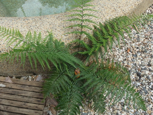 Dainty ferns grow were they shouldn't.  