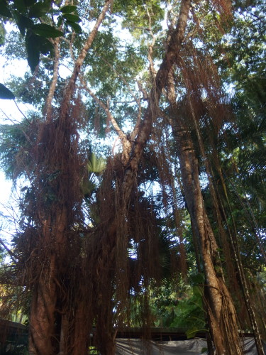 Even the hanging dried usually dusty air-roots of the fig-tree look clean this morning?