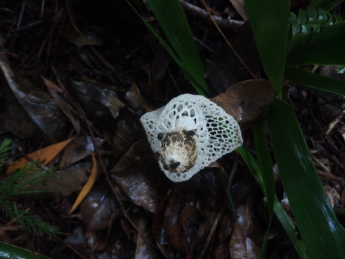 Another stink fungus has bloomed and spoilt the whole garden with its terrible stench LOL  I will have to go out and remove it so we can all breath what we call fresh air LOL