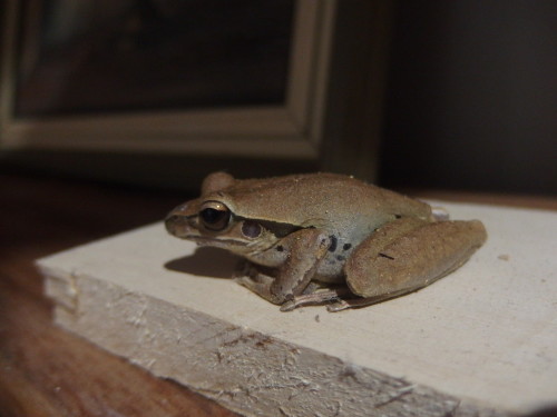 This little fellow is a local frog and thinks if he does not move we can not see him LOL Even if I pick him up and put him down he just sits there again!!!! Hubby has a big one in his work shop and he has to be careful were he puts things down first incase he is on his work bench. 