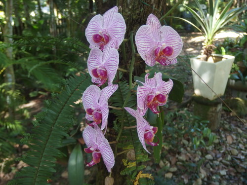 All most completely out and it is such a lovely splash of colour in amongst all our tropical greens. 