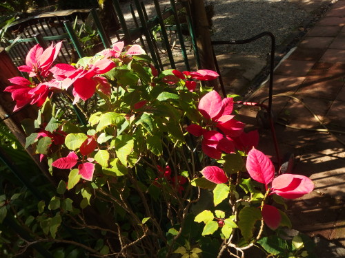 Early morning sun turning the red petals to a stunning display. 