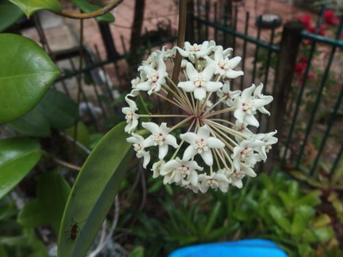 Hoya in flower again the smell is breath taking and floats through the garden. 