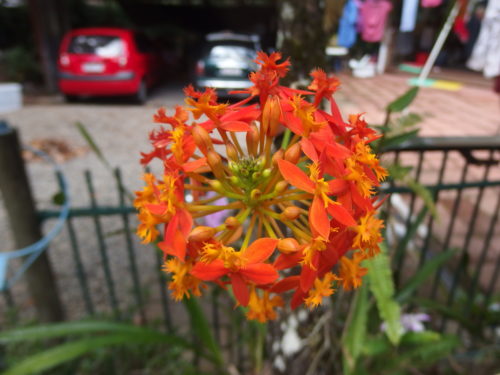 Stunning tiny orchid flowers