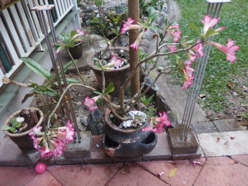 Desert Rose this has to be my favourite plant in my garden.