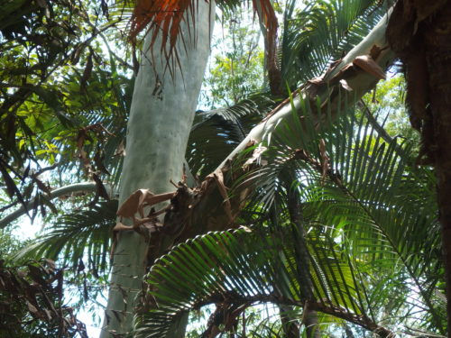 Our gum tree is shedding its outter bark like a lizard, this happens every year and I just love seeing the soft misty new green of this magnificent tree. 