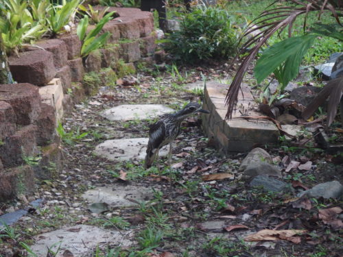 They are fasanating birds they stand perfectly still for hrs on end dont move a musle and you can walk right pass them and not noti