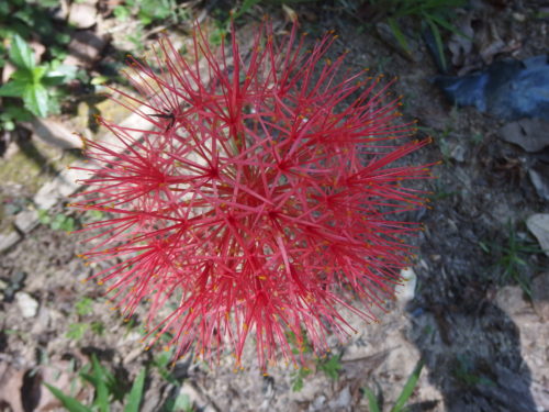 A perfect ball of red star flowers?????