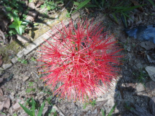 This amazing flower grows from a bulb so is some kind of lilly, it comes up every