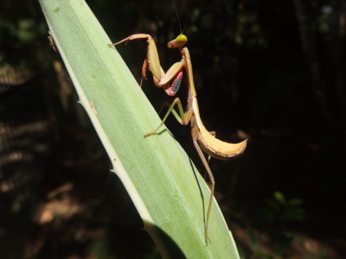 This little fellow was only about 1 1/2 inches. 