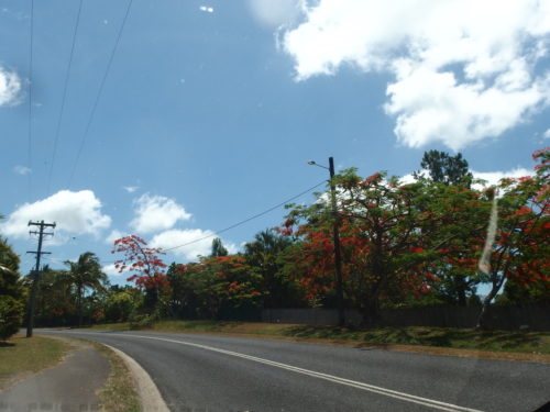 Flame trees. 