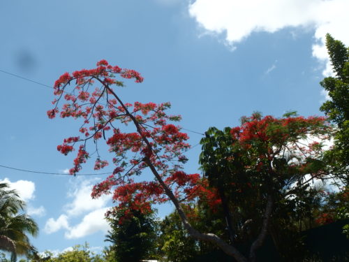 Flame tree flowers. 