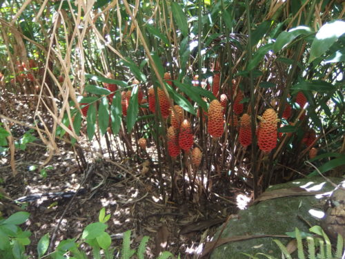 Heliconia a beautiful bunch