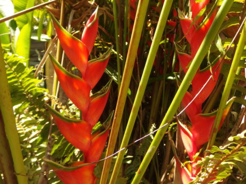 Heliconia. 