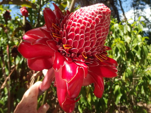 Ginger in full flower a stunning plant to have in ones garden but needs a good 4 meters square of space to grow well. 