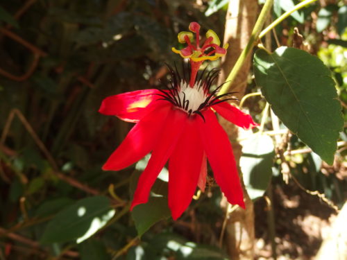 Native passion fruit flower does not produce fruit though. 