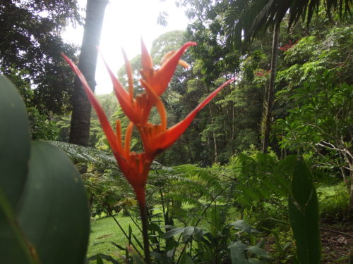 Heliconia or some times called the brirdofparadise