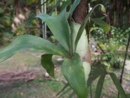 Baby stag-horn plant growing on a 1ich stem of a palm, it will not survive here! 