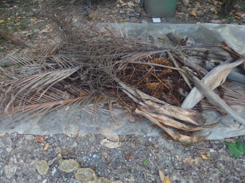 Palm fronds picked up yesterday and this morning its a never ending task but worth it to have them around the pool. 