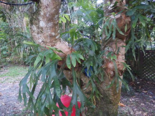 large stag-horn plants that love this tree from one there are many now. 